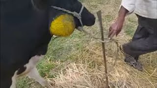 HOW VET TREATED LUMPHY JAW ACTINOMYCOSIS COW WITH SEVERE FEEDING DIFFICULTIES AND SEVERE ABSCESS [upl. by Alyk]