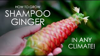 How to Grow Shampoo Ginger in Any Climate [upl. by Ennoryt]