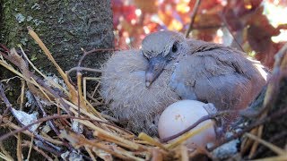 Türkentauben Entwicklung im Nest  Reptilien und Amphibien Folge 6 [upl. by Adnac800]