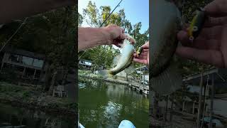 Foul hooked fishing bassfishing [upl. by Haimerej]