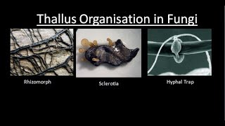 THALLUS ORGANISATION IN FUNGI  For BSc and MSc  BY JYOTI VERMA  ALL ABOUT BIOLOGY [upl. by Edin162]