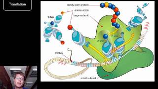 DNA and RNA  Part 2 [upl. by Danny]