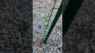 Growth Journey  Day 70  Spurred Butterfly Pea [upl. by Nerfe]