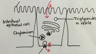 61 Absorption in the Ileum [upl. by Medor]