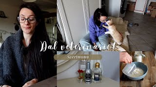 Di corsa dal veterinario Operazioni per Fusillo DAILYVLOG sweetmumufamily [upl. by Corrinne]