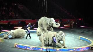 Ringling Brothers amp Barnum amp Bailey Circus  Elephants [upl. by Nagaer317]