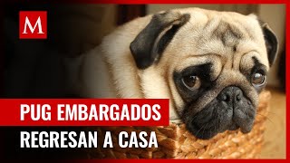 En Edomex se llevan a dos perritos pug en embargo los recuperan por juez federal [upl. by Vasilek861]