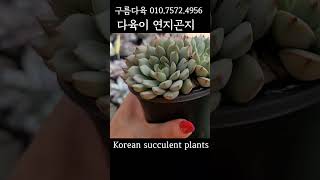 다육이 연지곤지 💕 구름다육 01075724956 Korean succulent plants 다육식물 plants 다육 [upl. by Maillij430]