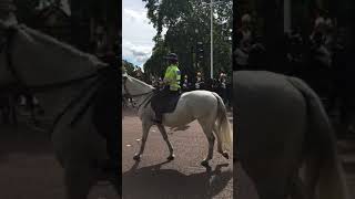 Queen’s guard falls off horse [upl. by Gelhar]