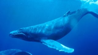 Haunting song of humpback whales [upl. by Aidualk]