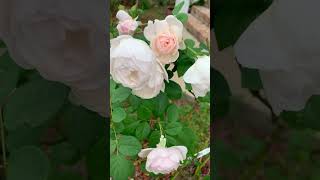 Lovely ‘DESDEMONA rose’  Pearly pink buds open to white chaliceshaped blooms davidaustinroses [upl. by Eilyab]