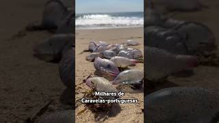 Caravelasportuguesas Chamam atenção de banhistas em praias de Balneário Camboriú e Itajaí SC [upl. by Torey349]