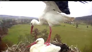 Wilma und Wilfried 25 Februar 2023Storchennest Lindheim [upl. by Oruam]