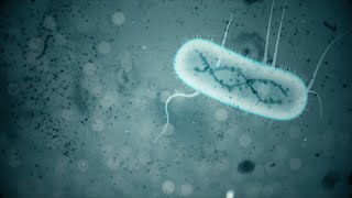 E COLI 3d animation [upl. by Averi312]