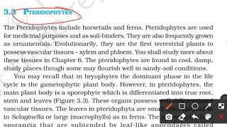 Pteridophytes  class 11 NCERT Biology  Plant Kingdom [upl. by Gnahc]