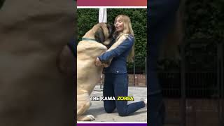 What sets apart the Bullmastiff from the English Mastiff [upl. by Aynahs500]