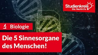 Die 5 Sinnesorgane des Menschen  Biologie verstehen mit dem Studienkreis [upl. by Judie]