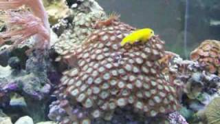 Episode 19  Should I care for a yellow clown goby [upl. by Hudnut]