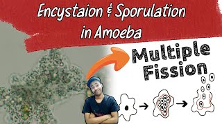 encystation and sporulation in amoeba [upl. by Myrtia721]