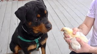 Rottweiler tries to eat a baby chicken 44 [upl. by Asillem]