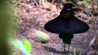 BBC Planet Earth  Birds of Paradise mating dance [upl. by Cloris]