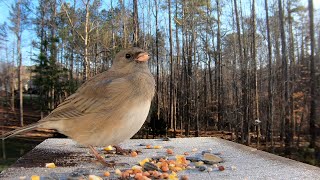 Slatecolored Darkeyed Junco Male vs Female Dark eyed Junco Sounds [upl. by Nitsud556]