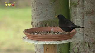 Zwischenergebnis bei Vogelzählung quotStunde der Wintervögelquot [upl. by Noirred]