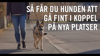 Så får du hunden att gå fint i koppel på nya platser [upl. by Sperling]