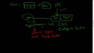 30  Chronic Inflammation  Eosinophils Mast Cells Systemic effects of inflammation [upl. by Bozuwa]