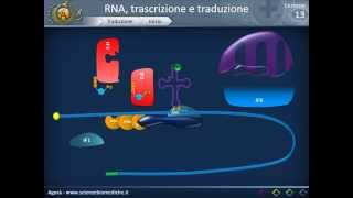 Biologia 13  RNA trascrizione e traduzione parte 2 [upl. by Donetta216]