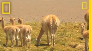 Researchers Race to Witness Vicuña Birth  National Geographic [upl. by Nerrag305]