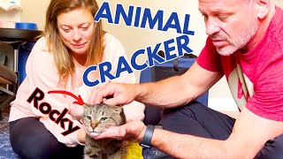 😻 2 YEAR OLD CAT WITH REAREND LAMENESS  GETS GENTLE CHIRO ADJUSTMENT Part 3 of 3 [upl. by Ule]