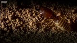 Defending the ant nest from intruders  Ant Attack  BBC [upl. by Hills]