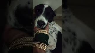 Mera chottuIndiesDog loverAnimal loversPratibha Varma [upl. by Lagasse503]