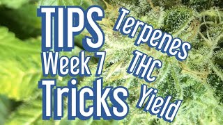 Cannabis Late Flowering  Tips amp Tricks to Maximize Terpenes THC and Yields Jake Grentree [upl. by Baudin]