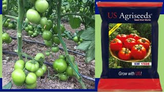 SW 1508 Hybrid Tomato Seeds Best For Rainy Season [upl. by Strephon]