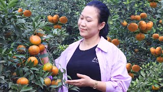 How to harvest oranges in the garden Sarah Nguyen harvests oranges with the farmer live with nature [upl. by Pfeifer855]