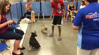 Kittus the Havanese  Training socializing Sessions [upl. by Ahcmis]