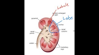 Differences between the renal lobe and renal lobule [upl. by Scrivens]