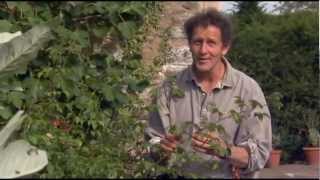 Monty Don Demonstrates How to do Hardwood Cuttings with Roses in the Autumn [upl. by Frear]