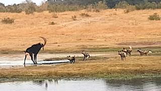 Painted wild dogs attacking a Sable antelope [upl. by Rochelle753]