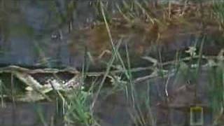 National Geographic  Python Vs Crocodile [upl. by Annovahs424]