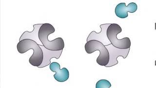 Allosteric Regulation of Enzymes [upl. by Mosa]