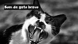 Som de gato bravo [upl. by Arivle]