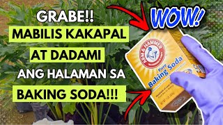 BAKING SODA LANG PALA ANG KATAPAT NG HALAMAN MO AMAZING USE OF BAKING SODA [upl. by Nej]