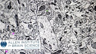 Virtual Tour Electron Microscopy Imaging [upl. by Littlejohn]