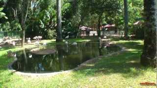 Brazil  Foz do IguacuParque das Aves Bird Park part 1  South America Part 19Travel Video HD [upl. by Eelinnej]