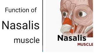 Function of Nasalis muscle [upl. by Adara]