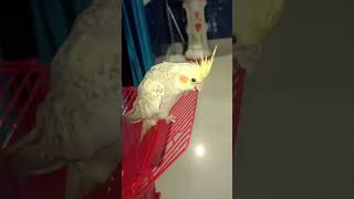 cocktail Bird 🐦 bhubaneswarvlogs minivlog birds viralvideo vlog viralshorts viralreels [upl. by Acila]