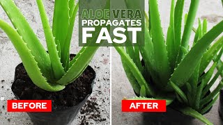 How To Propagate Aloe Vera Fast [upl. by Deevan]